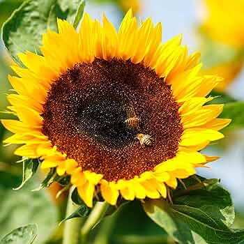 sunflower。プリニア Amazon.com: Sunflower Wind Spinners, 360 Degrees Swivel